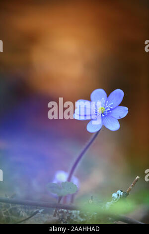 Blooming Hepatica fiore (Hepatica nobilis), la molla nella foresta. Europa Foto Stock