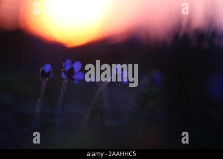 Blooming Hepatica fiori (Hepatica nobilis) con regolazione del sole, la molla nella foresta. Europa Foto Stock