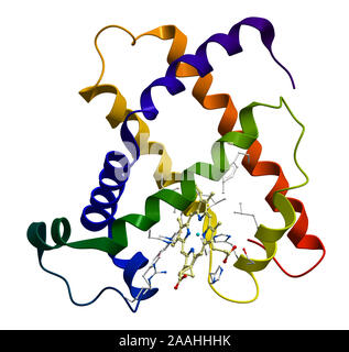 Proteina mioglobina 3D modello molecolare Foto Stock