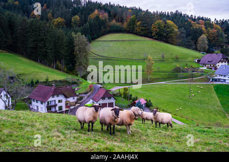 Germania, gregge di pecore, animali curiosi godendo di erba verde della foresta nera prati nella stagione autunnale Foto Stock