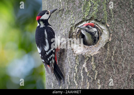 Ritratto di famiglia (Dendrcopos major) Foto Stock