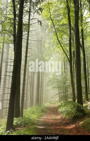 Foresta di primavera al sole dopo un paio di giorni di pioggia. Foto Stock