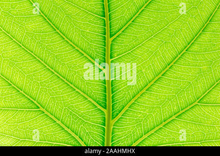 Naturale foglia verde dello sfondo con la luce alle spalle per il graphic design Foto Stock