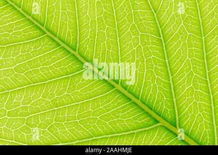 Naturale foglia verde dello sfondo con la luce alle spalle per il graphic design Foto Stock