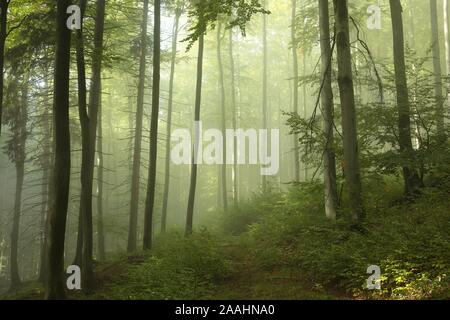 Inizio autunno foresta nella fitta nebbia. Foto Stock