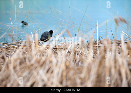 Comune o Eurasian coot, fulica atra in giallo Erba galleggiante sul lago. Waterbird nera con una bianca sulla fronte. Foto Stock