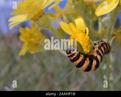 Il cinabro moth caterpillar (Tyria jacobaeae) alimentazione su un fiore di erba tossica (Senecio jacobaea) in un prato, Wiltshire, Regno Unito, Luglio. Foto Stock