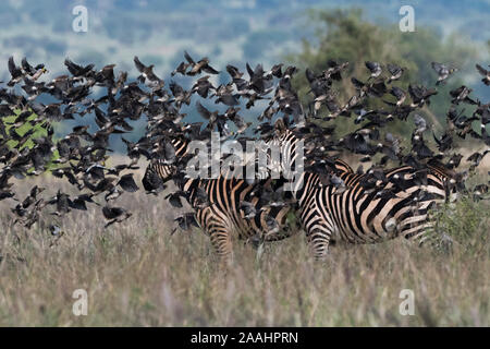 Stormo di rondini, Hirundo rustica, volando sopra la pianura zebre, Equus quagga, Voi Tsavo, Kenya Foto Stock