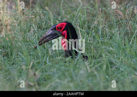 Massa meridionale Hornbill, Bucorvus leadbeateri, caccia attraverso erba lunga, Voi Tsavo, Kenya Foto Stock