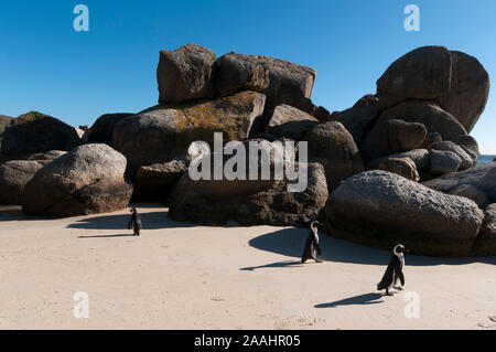 I pinguini Jackass (Speniscus demersus), Boulders Beach, Città del Capo, Sud Africa Foto Stock