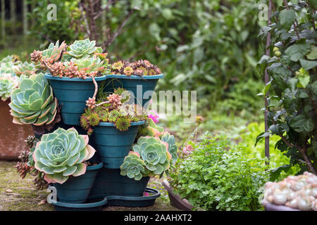 Cactus e piante succulente gruppo in pentola all'aperto nel giardino. Carino il deserto di piante tropicali. Varie cactus. Molte piante di cactus. Foto Stock