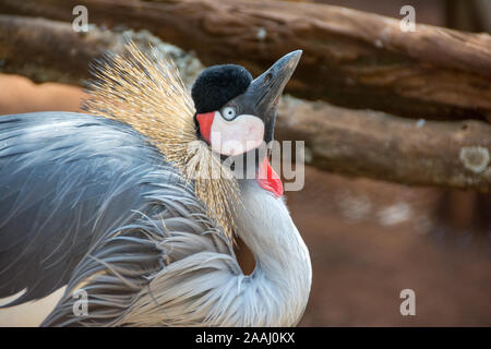 Un Grey Crowned Crane nel Parco Nazionale di Nairobi e centro di conservazione. Foto Stock