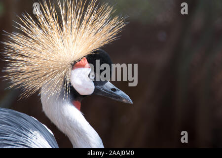 Un Grey Crowned Crane nel Parco Nazionale di Nairobi e centro di conservazione. Foto Stock