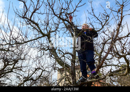 Donna anziana, giardiniere è risalito fino in treetop ella la potatura di rami di alberi da frutto usando sfrondatori a inizio primavera. Foto Stock