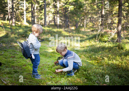 Toddler watching brother picking up wild mushrooms in forest Foto Stock