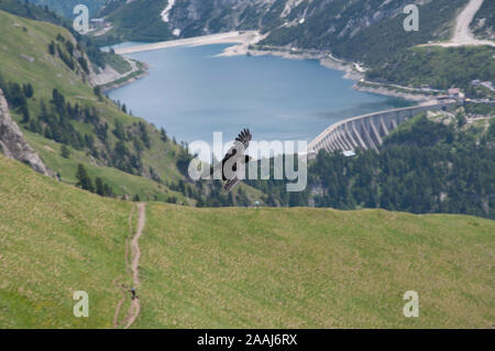 Il Gracchio alpino (Pyrrhocorax graculus) in volo sopra una diga alta trovanella montagne dolomitiche di Italia Foto Stock