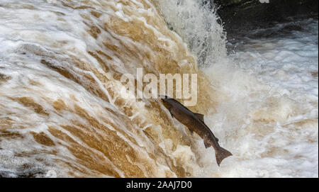 La migrazione di salmone, Salmo salar, saltando a Stainforth cade sul fiume Ribble superiore in Ribblesdale, North Yorkshire, per tornare al loro allevamento grou Foto Stock
