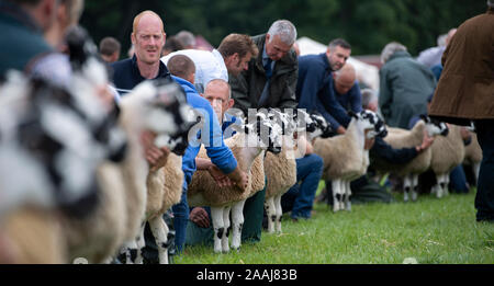 Line up del Nord dell Inghilterra muli essendo giudicato a Penrith Visualizza, Cumbria, Regno Unito, 2019. Foto Stock