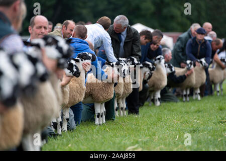 Line up del Nord dell Inghilterra muli essendo giudicato a Penrith Visualizza, Cumbria, Regno Unito, 2019. Foto Stock