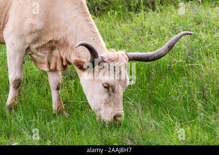 Texas Longhorn a Wichita Mountains National Wildlife Refuge vicino Lawton, Oklahoma Foto Stock