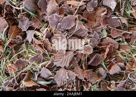 Foglie di faggio sul pavimento coperto di brina trasformata per forte gradiente su un tardo autunno mattina. North Yorkshire, Regno Unito. Foto Stock
