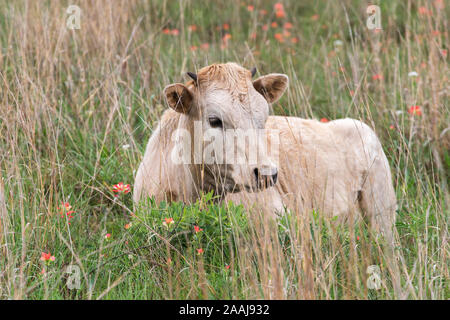 Longhorn calf a Wichita Mountains National Wildlife Refuge vicino Lawton, Oklahoma Foto Stock