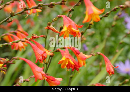 Crocosmia x crocosmiiflora " Carmin Brillant". Montbretia 'Carmin brillanti" la visualizzazione vivace fiorisce in tarda estate - Settembre. Regno Unito Foto Stock