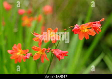 Crocosmia x crocosmiiflora " Carmin Brillant". Montbretia 'Carmin brillanti" la visualizzazione vivace fiorisce in tarda estate - Settembre. Regno Unito Foto Stock