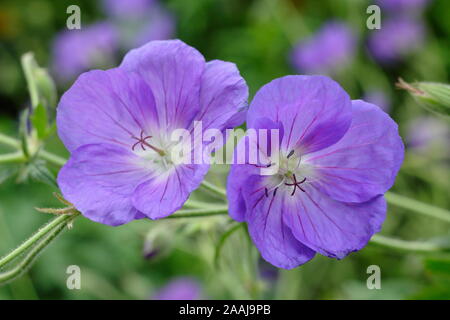 Geranio " Orion " cranesbill, la diffusione di una perenne con Blu lilla fiorisce in un inizio autunno giardino confine. Regno Unito. Modulo Gas Anestetici Foto Stock