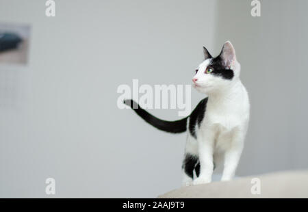 Curioso cat guardando a qualcosa di Foto Stock