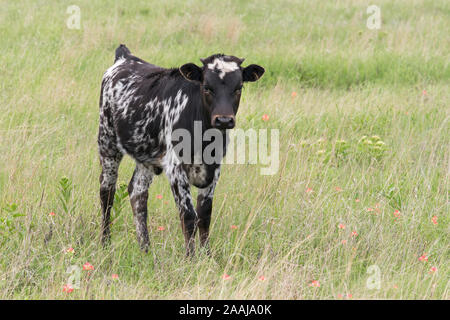 Longhorn calf a Wichita Mountains National Wildlife Refuge vicino Lawton, Oklahoma Foto Stock