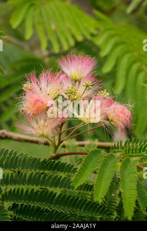 Albizia julibrissin "Sogno tropicale". Il persiano di seta visualizzazione ad albero feathery distintivo rosa fiorisce in tarda estate - Settembre. Regno Unito Foto Stock