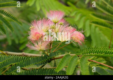 Albizia julibrissin "Sogno tropicale". Il persiano di seta visualizzazione ad albero feathery distintivo rosa fiorisce in tarda estate - Settembre. Regno Unito Foto Stock