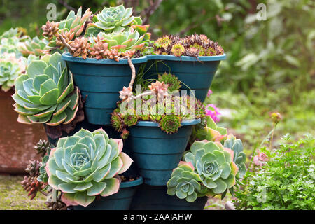 Cactus e piante succulente gruppo in pentola all'aperto nel giardino. Carino il deserto di piante tropicali. Varie cactus. Molte piante di cactus. Foto Stock