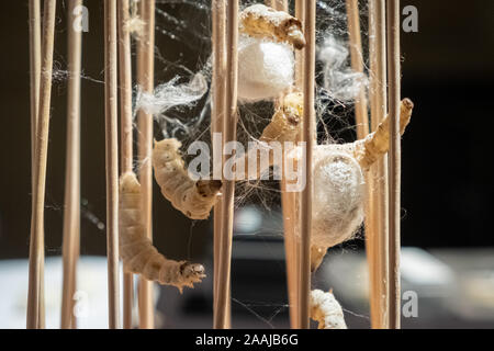 Novembre 21, 2019, al Palais de la Bourse, Lione, Auvergne-Rhône-Alpes, Francia - la seta in Lyon-Silk Festival. I bachi da seta Foto Stock