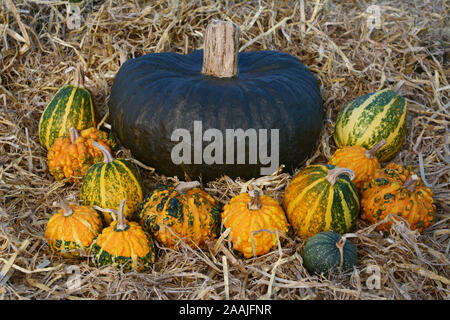 Grandi verde scuro squash circondato da insolite warted ornamentali zucche in un letto di paglia fresca Foto Stock