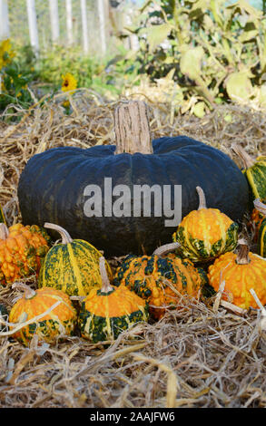 Verde scuro squash con selezione di warted autunnali zucche su un letto di paglia in un giardino Foto Stock