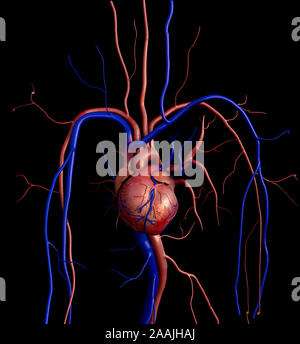 Modello di cuore, completa il percorso di clipping incluso, cuore umano per studio medico, cuore umano anatomia Foto Stock