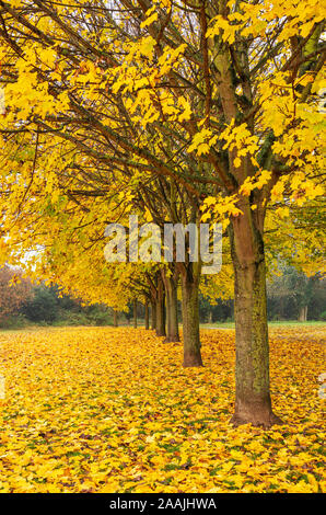 Foglie di autunno uk alberi d'autunno autunno uk viale di alberi con foglie di autunno fila di alberi con colori autunnali England Regno Unito GB Europa Foto Stock