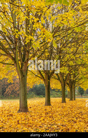 Foglie di autunno uk alberi d'autunno autunno uk viale di alberi con foglie di autunno fila di alberi con colori autunnali England Regno Unito GB Europa Foto Stock