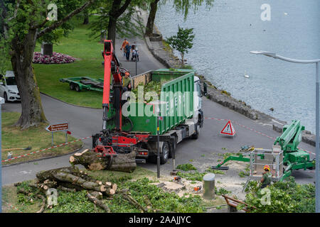 Un albero alto è stato rimosso dal forester vicino al lago con una gru rosso veicolo in una città francese chiamato Villeneuve nel cantone di Vaud in Svizzera un Foto Stock