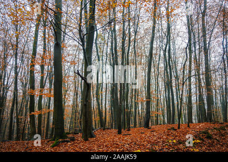Foresta di faggio in autunno con scuri tronchi di alberi e di colore rosso fogliame su un vago giorno di novembre, la natura del paesaggio in Germania settentrionale Foto Stock