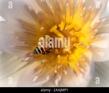 Chiudere shot di api al lavoro la raccolta di nettare da un giallo giglio di acqua Foto Stock