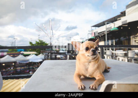 Chiwawa è seduta sul tavolo di guardare avanti con cielo blu sullo sfondo Foto Stock