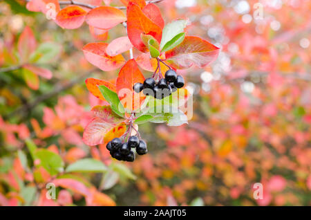 Chokeberries, con foglie colorate, in stagione in un parco. Foto Stock