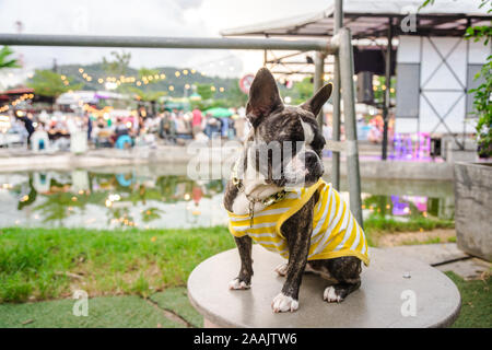 Bulldog e pitbull cane di miscelazione di colore giallo indossare una camicia bianca stand sul tavolo nel mercato Foto Stock