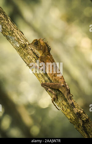 Estate lizard nella giungla e appendere sull'asta dell'albero Foto Stock