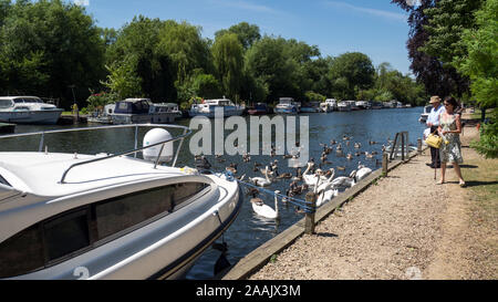 Ormeggiata River Cruiser sui Norfolk Broads, con una coppia matura che alimenta Swans e Wildfowl, River Yare, Thorpe St Andrew, Norwich, Norfolk, Inghilterra, Regno Unito Foto Stock