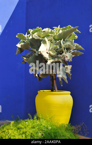 Il blu e il giallo il contrasto trovata nel Giardino Majorelle. Marrakech, Marocco Foto Stock