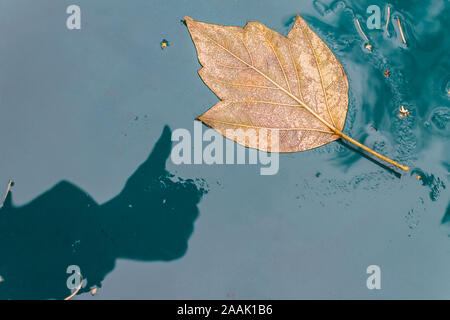 Autumn Leaf giace su una superficie bagnata e una mano umana ombra che mostra un gesto simile Foto Stock
